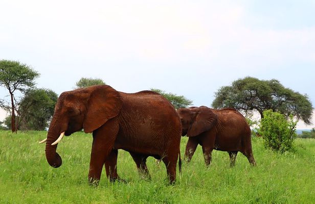 1 Day Tarangire National Park
