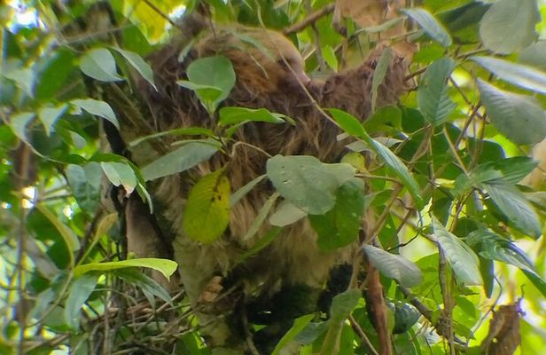 Searching for Peressos in Fortune