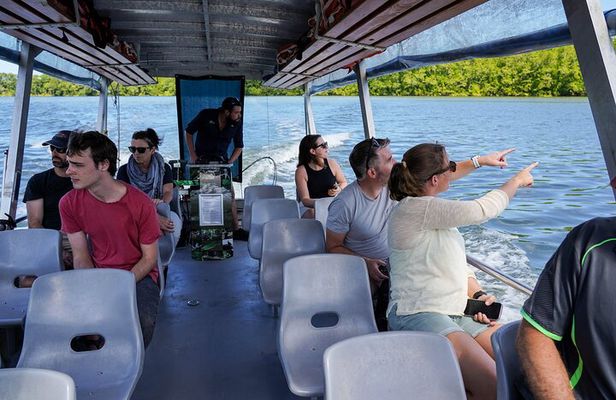 Morning Daintree Tour with River Cruise from Port Douglas