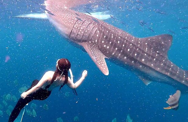 Cebu: Oslob Whale Shark Swimming & Kawasan Falls Canyoneering