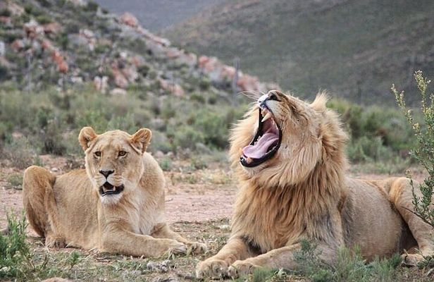Explore the best Big 5 Aquila Safari Tour and Wine Tasting