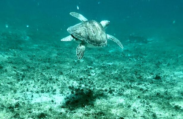 Island & Snorkeling Tour – Smuggler + Cane Garden Bay 