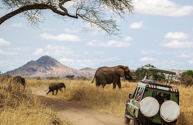 3 Days Ngorongoro & Serengeti Fly in Safari