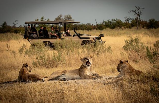1-Day Fly in Shared Safari to Mikumi National Park from Zanzibar
