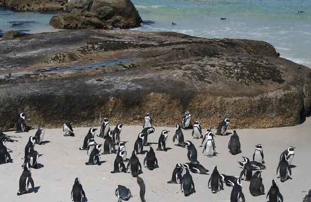 Cape Point, Cape of Good Hope & Boulders Penguins Full-Day Tour