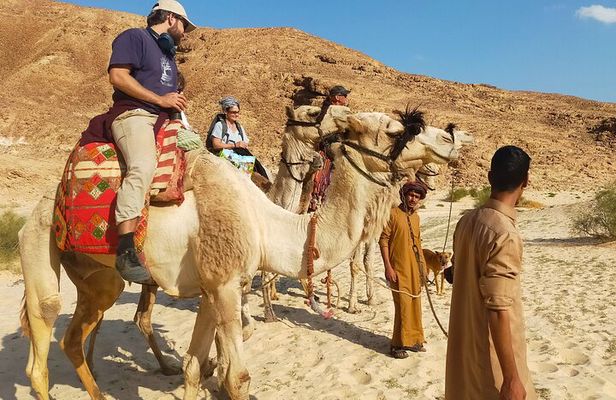 One Day Camel or Hiking from Dahab