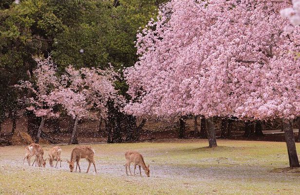 Nara Private Customizable Half Day Tour