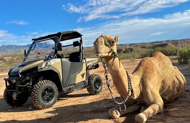 Las Vegas Guided UTV Safari and Zoo Tour