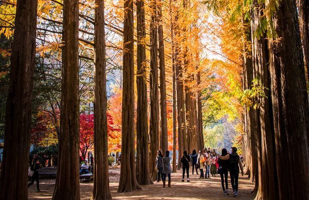 Nami, Rail Bike, The Alpaca Garden & Summer Light Festival