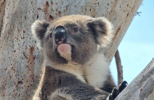 Port Lincoln Mikkira Station Wild Koala Safari Tour