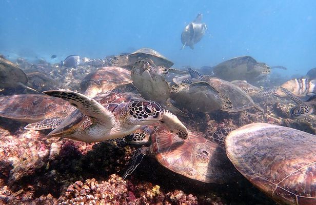 Snorkeling at Dimaniyat Islands