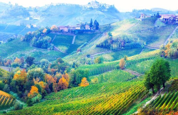Small-Group Barolo Wine Tasting, Alba & UNESCO Piedmont Hills