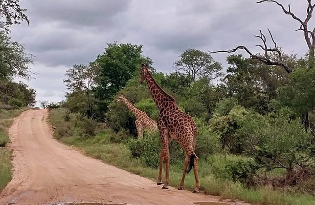 Sabi Sand Sunset Safari