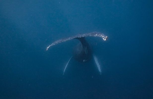 Whale and Dive Combo Tour in Los Cabos