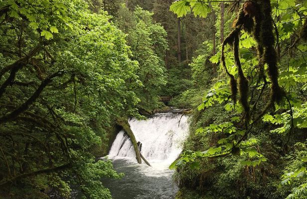 Silver Falls Waterfall Hiking Tour from Portland