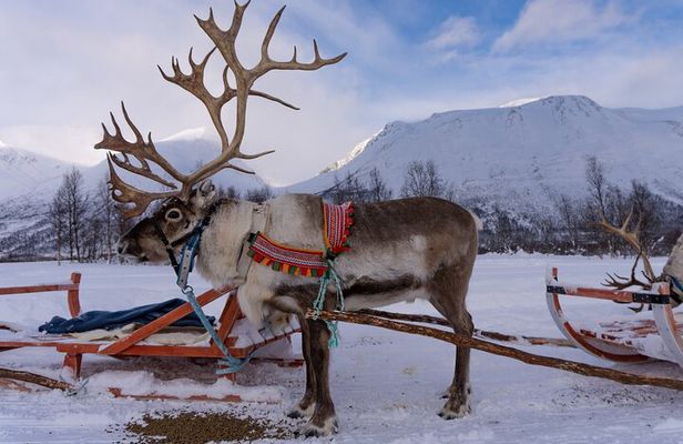 Reindeer Sledding and Feeding with Sami Culture