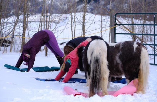 Yoga with Horses