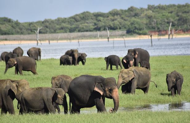 Private Jeep Safari at Minneriya National Park - Half Day Tour
