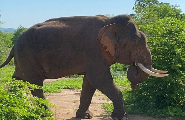 Udawalawa National Park Private Safari Tours