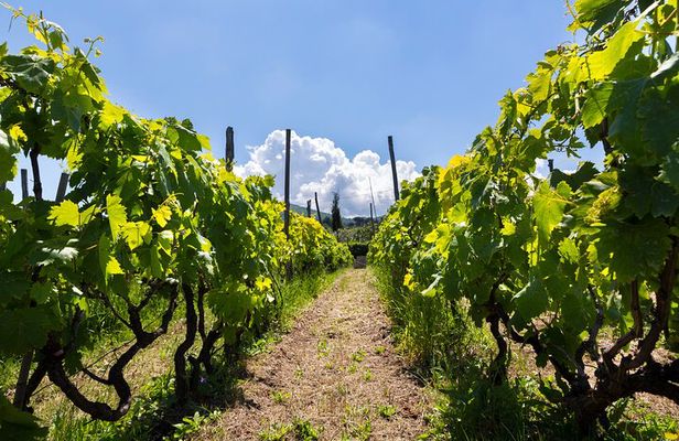 Guided Wine Tasting Experience in a Roman Vineyard