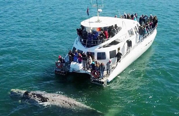 Hermanus Whale Watching and Wine Tasting Private Tour