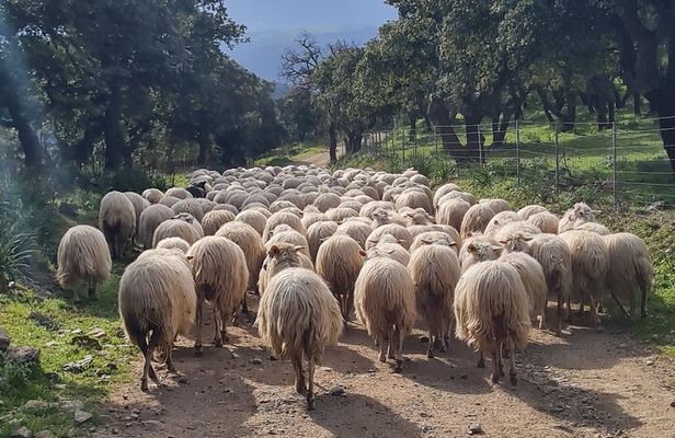 Live a shepherd experience with typical lunch in Bitti