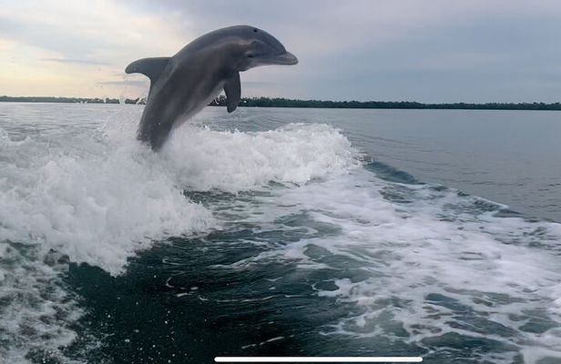 Private 2 Hour Dolphin & Eco Tour Marco Island, FL