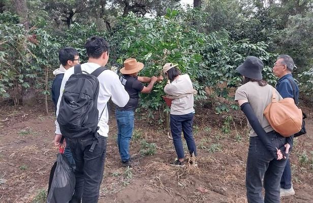 Coffee tour near the Agua Volcano with tasting