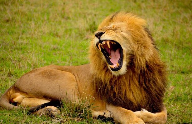Affordable 1 Day Tanzania Budget Group Join Safari to Tarangire