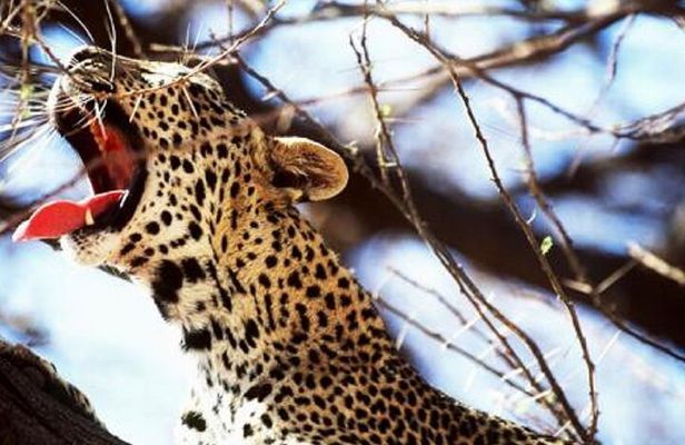 Overnight Safari Tour to Severin Camp from Mombasa