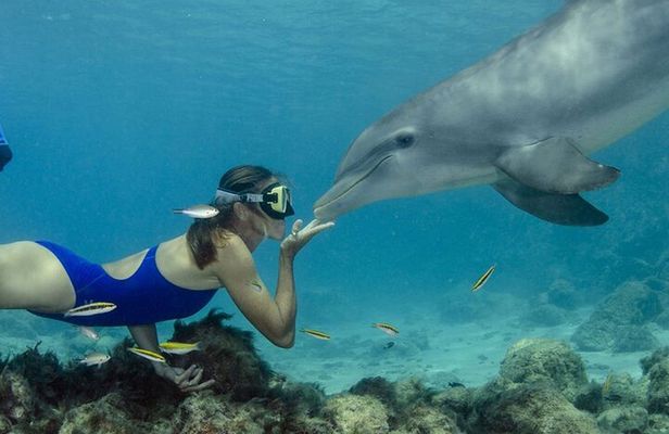 Tour and Swimming at the Dolphin House in Hurghada