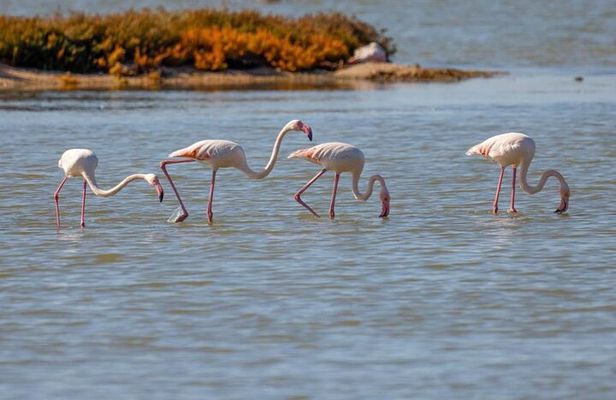 Birdwatching Experience in Narte Lagoon & Akerni Dunes