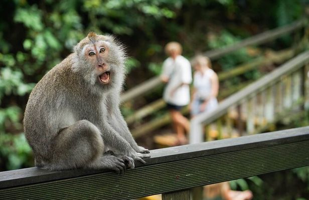 Ubud: Monkey Forest, Rice Terrace and Waterfall (All Inclusive)