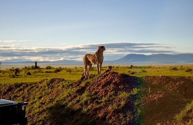 7 Day Tour of Amboseli Lake Nakuru and Masai Mara