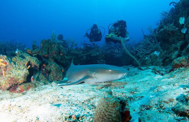 2-Tank Scuba Boat Trip in World-Class Sites @ Copamarina
