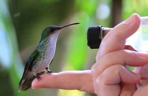 Rocklands Bird Sanctuary and Montego Bay Highlights