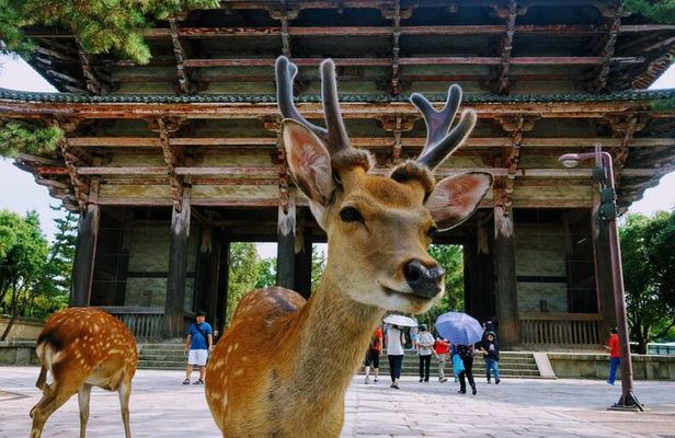 Osaka/Kyoto Day Tour: Nara Deer, Fushimi Inari& Kiyomizudera