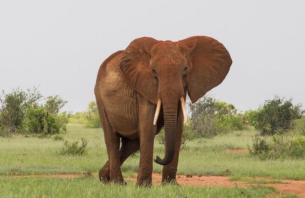 2 Day Tsavo East Safari Private Tour with Game Drives
