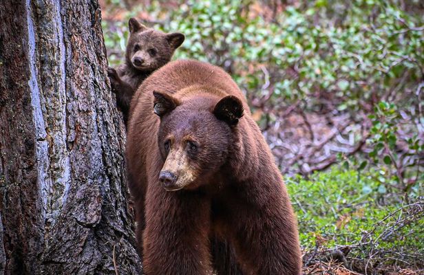 Moraine Lake & Lake Louise Sunset & Wildlife Adventure