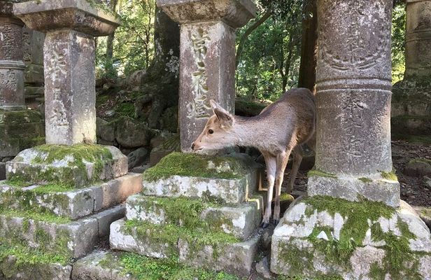 Private Half-Day City of Nara Guided Tour