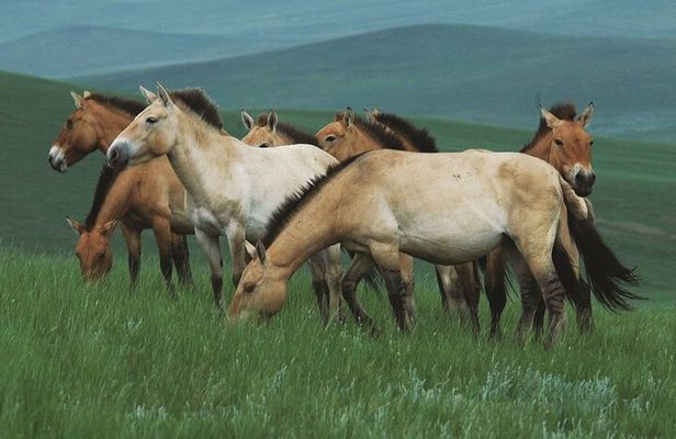 Private Full Day Tour in Khustain Nuruu National Park