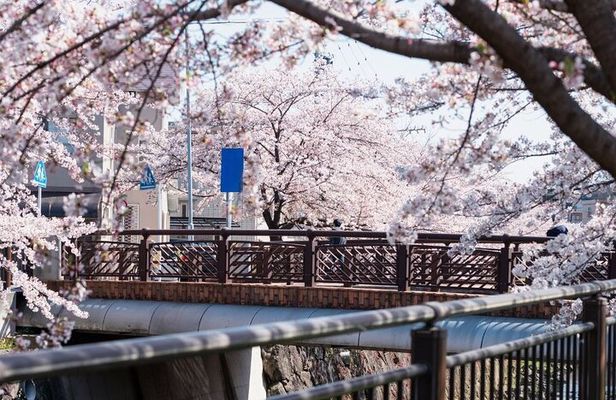 Private & Unique Nagoya Cherry Blossom Sakura Experience