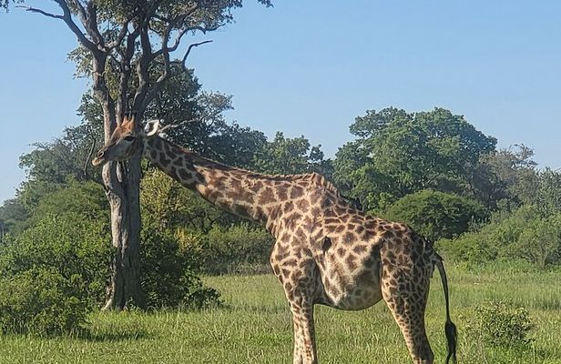 Full Day Chobe National Park and River Experience