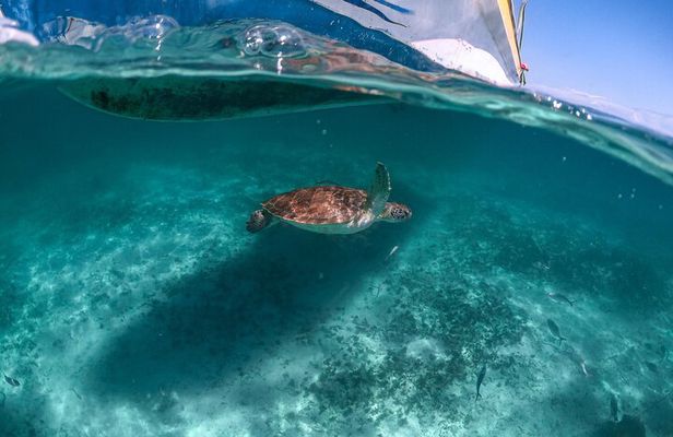 Half Day Tour: Turtles Encounter in Akumal Beach