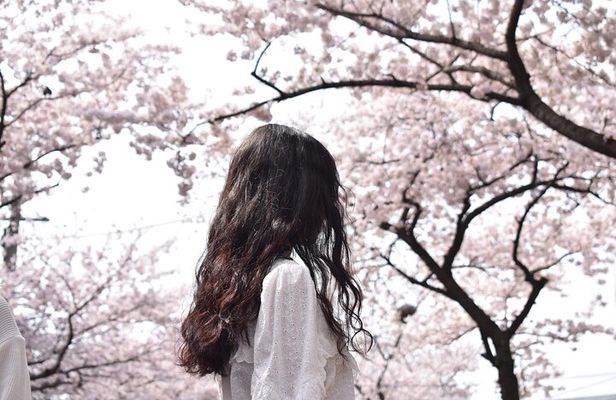 2025 Cherry Blossom East Day Tour in Jeju with UNESCO