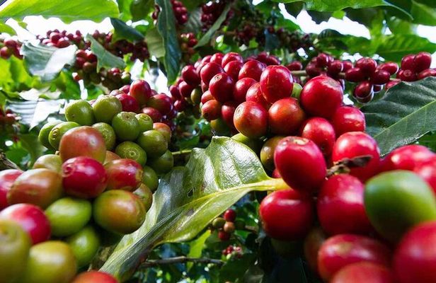 Tour to Fairview Coffee Farm Tour with Coffee Testing