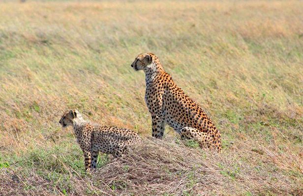 Affordable 4 Days Tanzania Private Mid-range Lodge Safari Tour