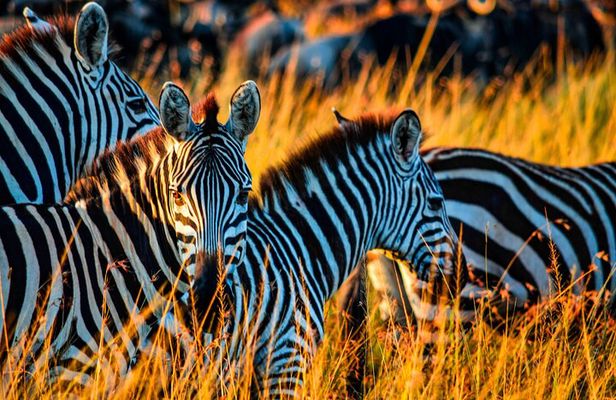 4 Days Tanzania Private Mid-range Safari Tour