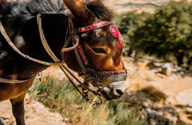 Full-Day/Half-Day Tour : Lasithi Plateau & Knossos Palace