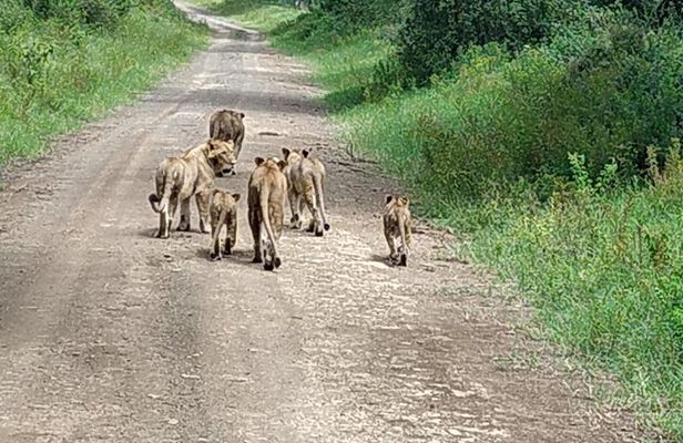 Masai Mara 3 Days Tour